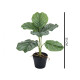 Planta Calathea Con Maceta Planta Calathea Con Maceta