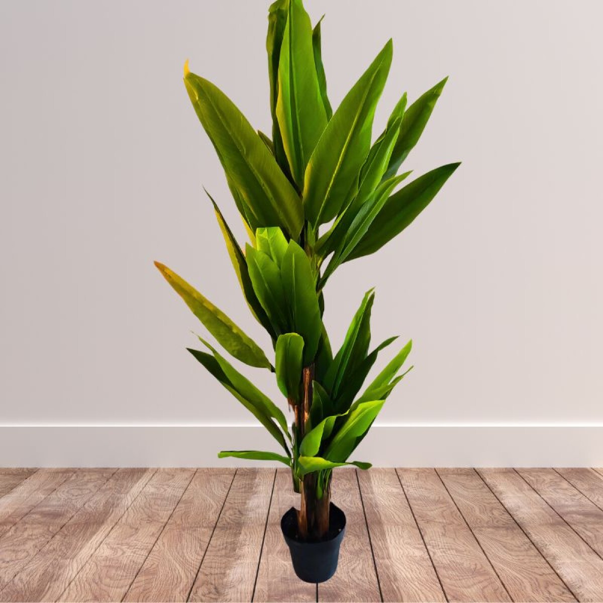 Planta Árbol Bananero 1.7Mts 