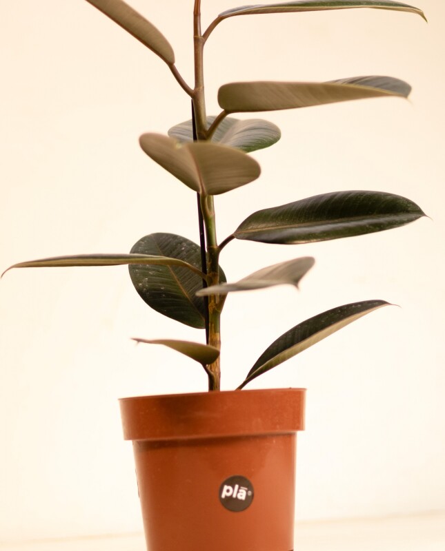 Ficus Elástica "Gomero" Negro - H: 60cm