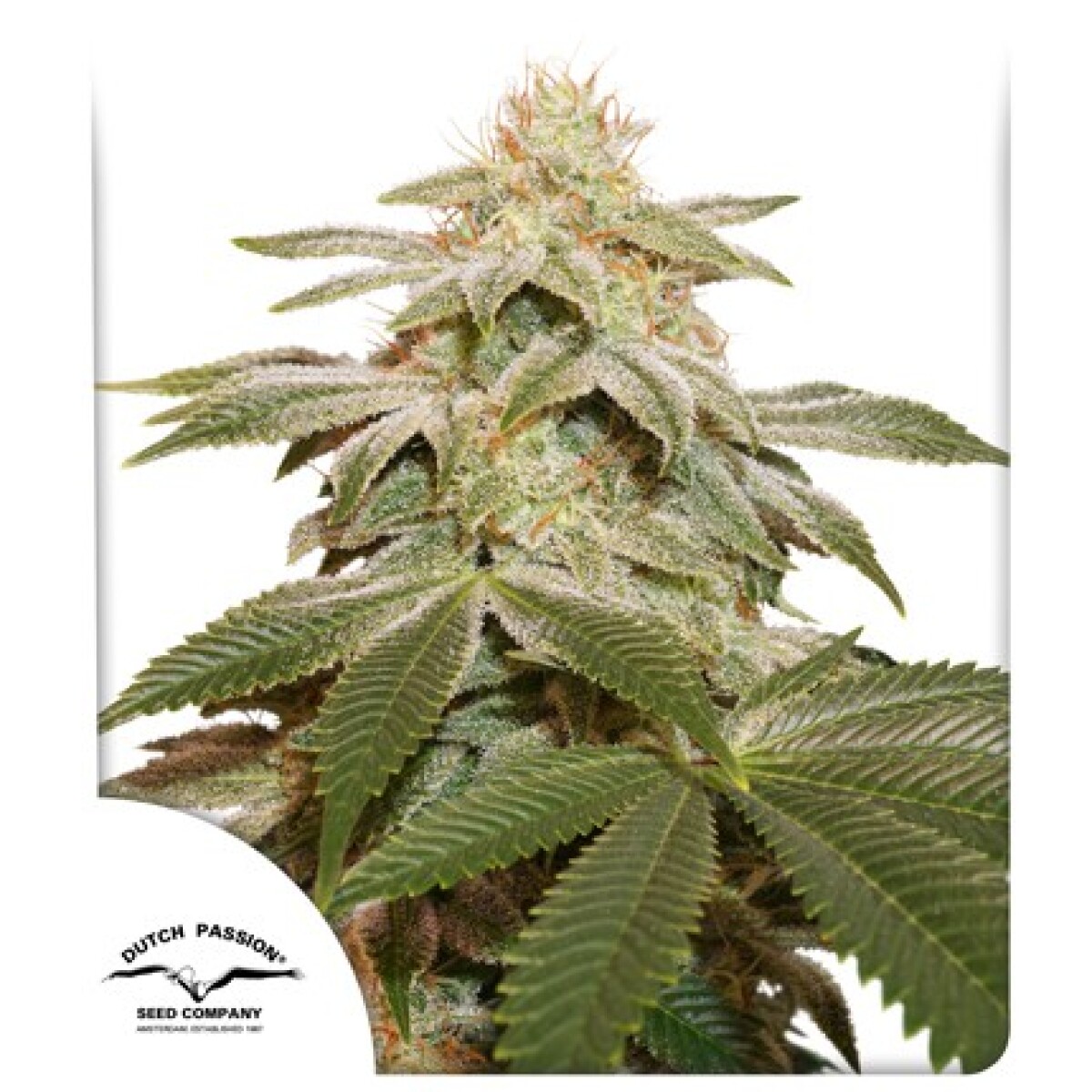 FEM - SUGAR BOMB PUNCH® X3 UNIDADES 