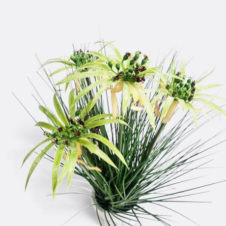 Planta Con Maceta Papiro Planta Con Maceta Papiro