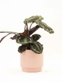 CALATHEA CON MACETA CERAMICA ROSA