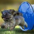 Tunel Gigante Perro Gato Mascota Redondo Tubo Interactivo Variante Color Azul