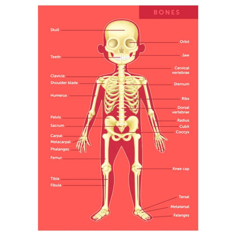 Puzzle Gigante 100 pzas Cuerpo Humano- Eureka Puzzle Gigante 100 Pzas Cuerpo Humano- Eureka