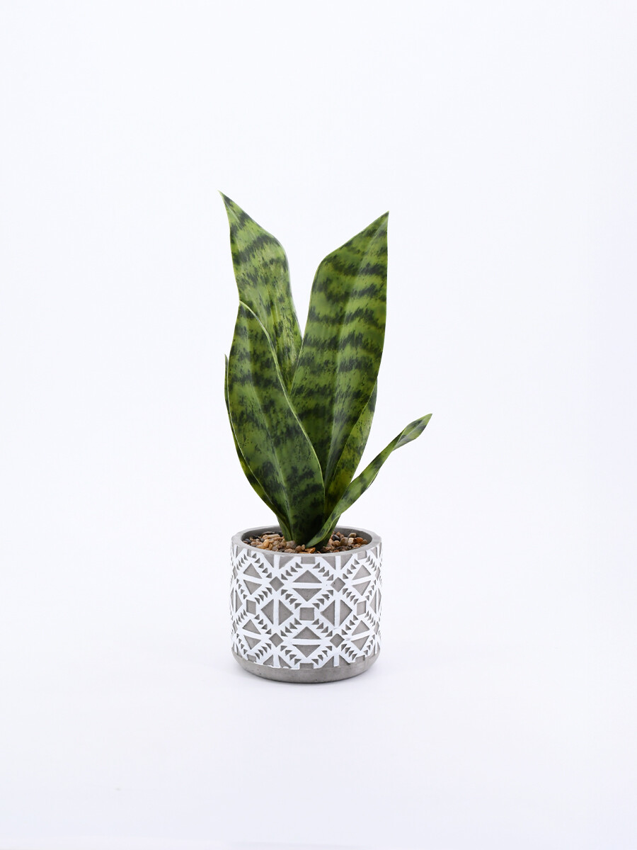PLANTA TROPIC - BLANCO 