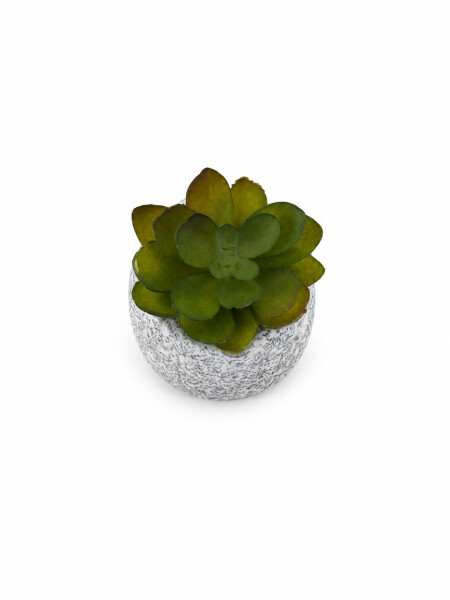 SUCULENTA LIORA ESTAMPADO 1