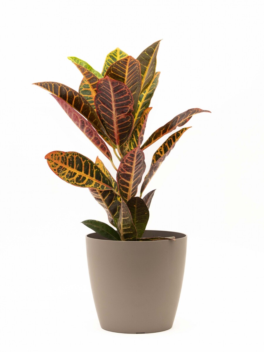 CROTON M CON PORTAMACETA PLASTICO TAUPE
