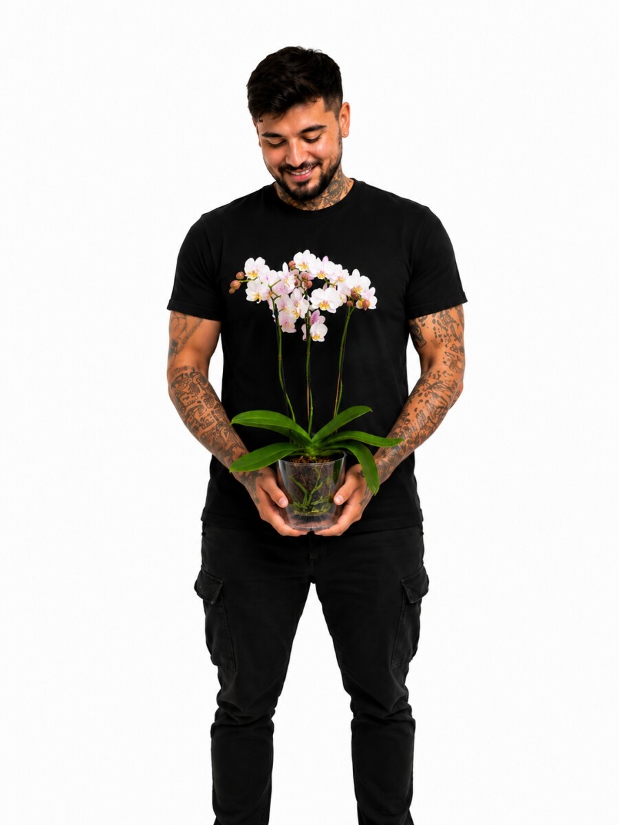 ORQUÍDEA MINI CON MACETA TRANSPARENTE