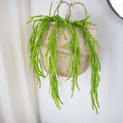 Rama de Suculenta Rama de Suculenta