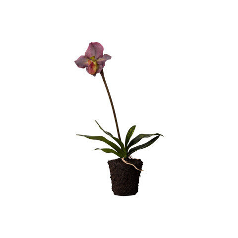 Orquídea Orquídea