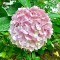 Flor Hortensia x1 Lila