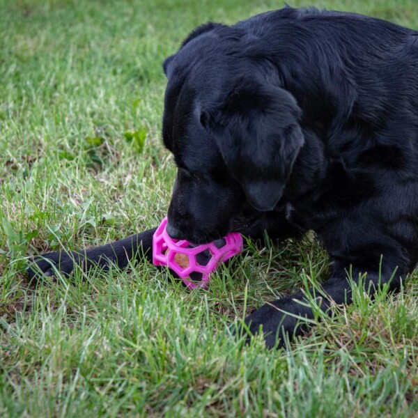 Juguete Pelota Rellenable Perro Con Sonido Resistente Morder Variante Color Negro