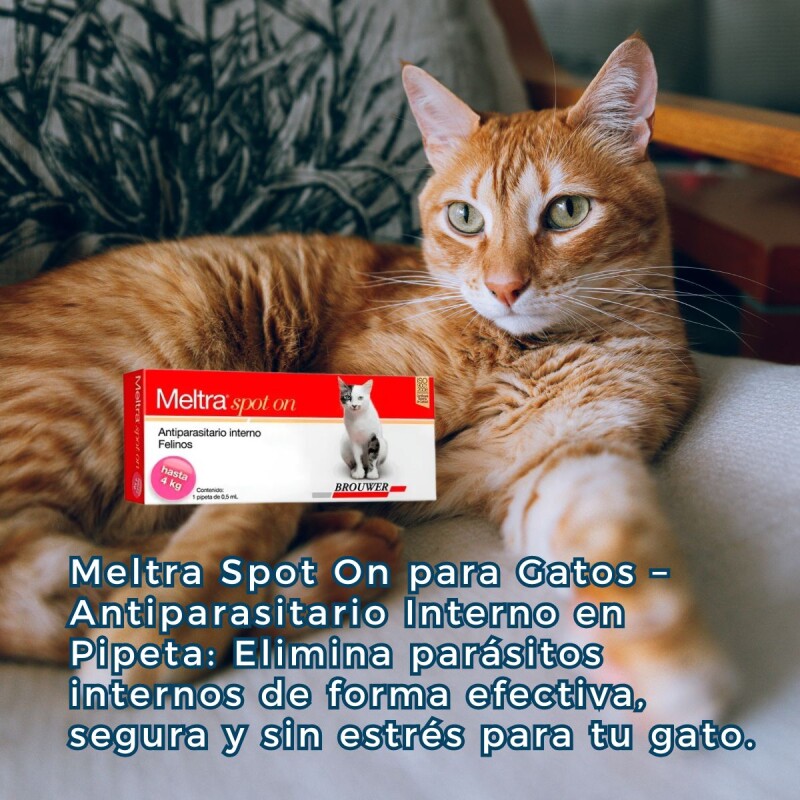 MELTRA SOPOT ON ANTIPARASITARIO INTERNO EN FORMA DE PIPETA PARA GATOS HASTA 4 KG MELTRA SOPOT ON ANTIPARASITARIO INTERNO EN FORMA DE PIPETA PARA GATOS HASTA 4 KG