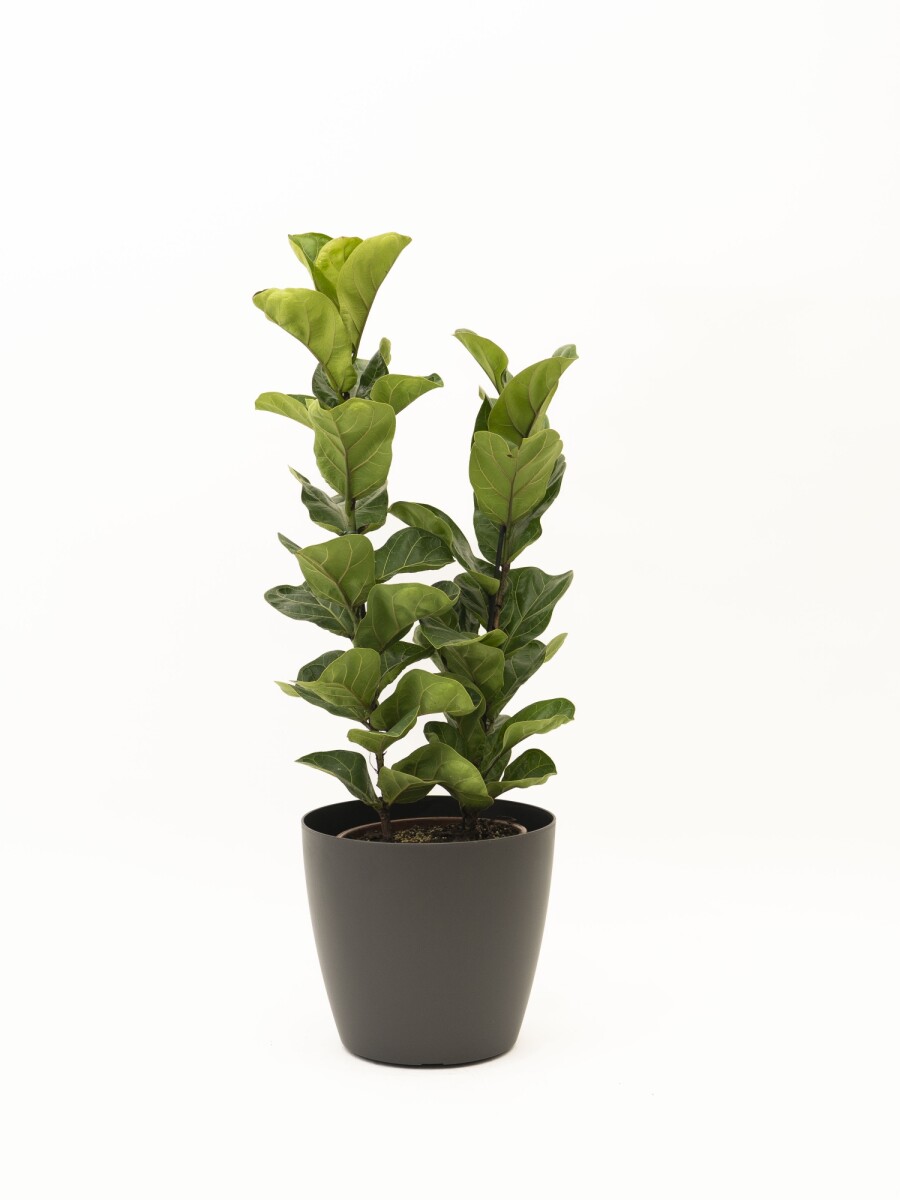 FICUS LYRATA 2 RAMAS CON PORTAMACETA PLASTICO GRIS OSCURO