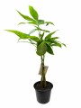 MONEY TREE (PACHIRA AQUATICA) MONEY TREE (PACHIRA AQUATICA)