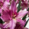 Flor Artificial Gladiolo Violeta Flor Artificial Gladiolo Violeta