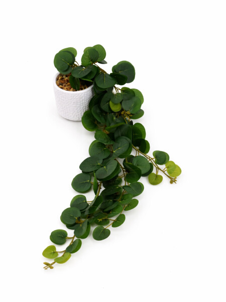 PLANTA EUCALIPTO COLGANTE VERDE