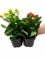 KALANCHOE KALANCHOE