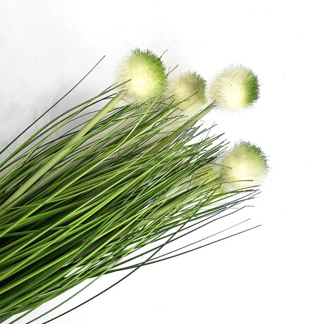 Planta Con Maceta Flor Pompom Planta Con Maceta Flor Pompom