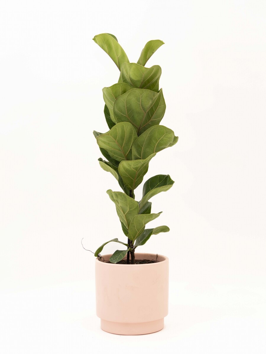 FICUS LYRATA BABY CON MACETA CERAMICA ROSA