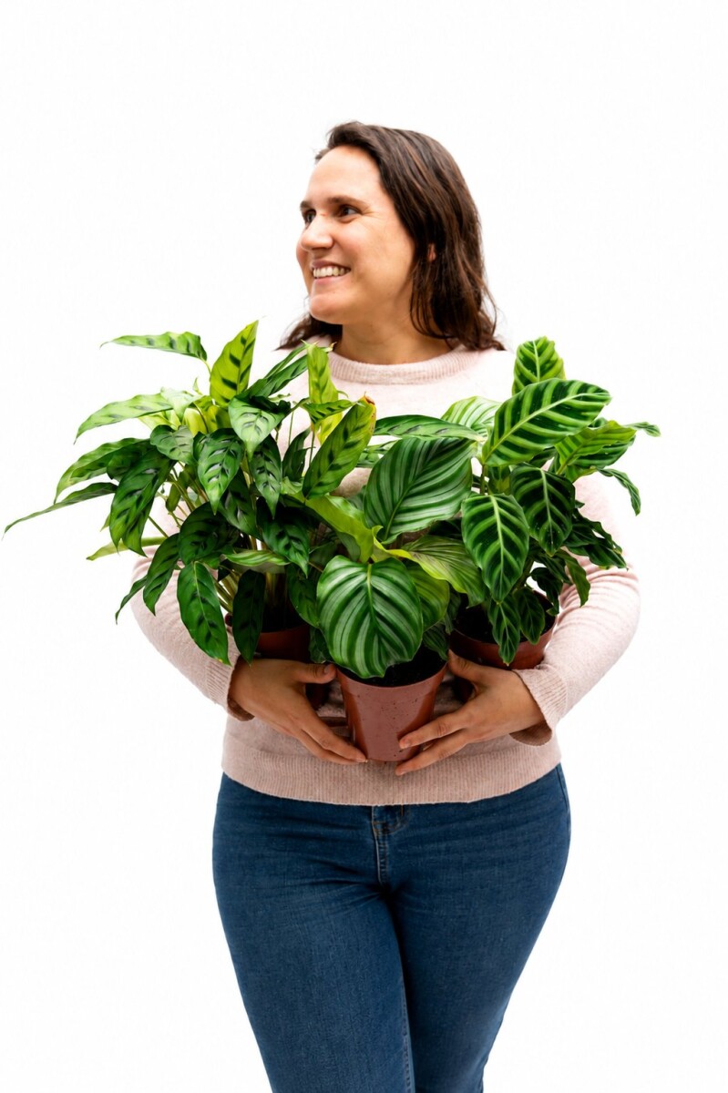 CALATHEA VARIADA 