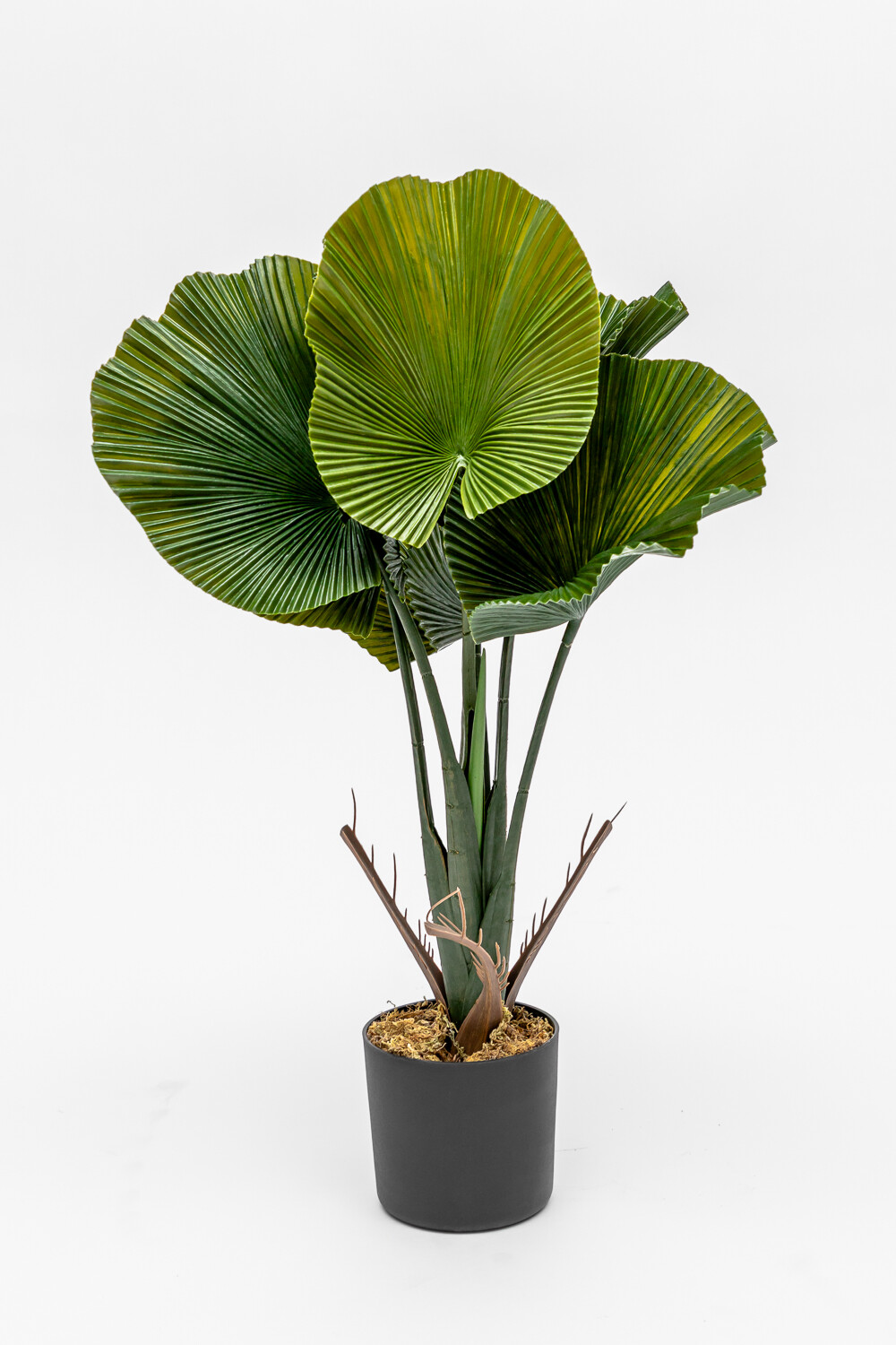 Planta Alocasia Gageana Color Unico