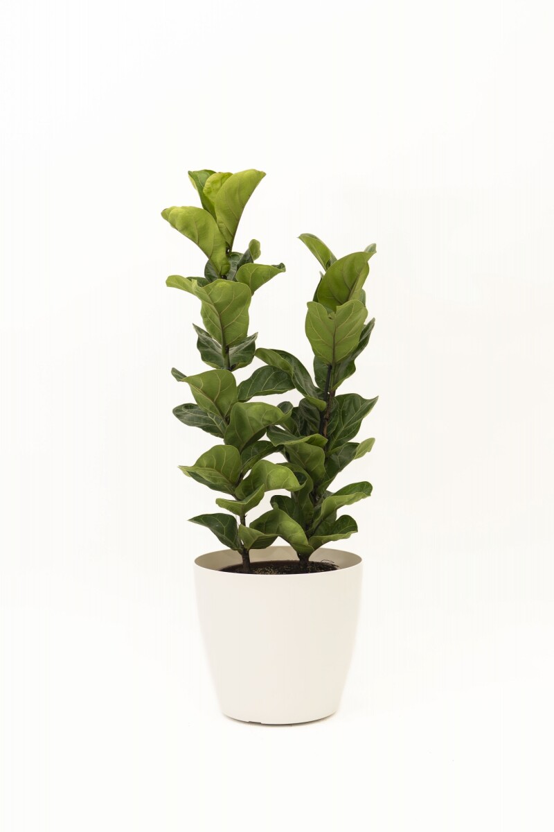 FICUS LYRATA 2 RAMAS CON PORTAMACETA PLASTICO - COLOR BLANCO MATE 