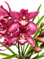 ORQUIDEA CYMBIDIUM ORQUIDEA CYMBIDIUM