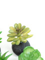 Planta Moa Mini, Mix Color Unico