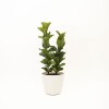 FICUS LYRATA 2 RAMAS CON PORTAMACETA PLASTICO COLOR BLANCO BRILLO
