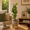 FICUS LYRATA BABY CON MACETA CERAMICA ROSA CON SOPORTE