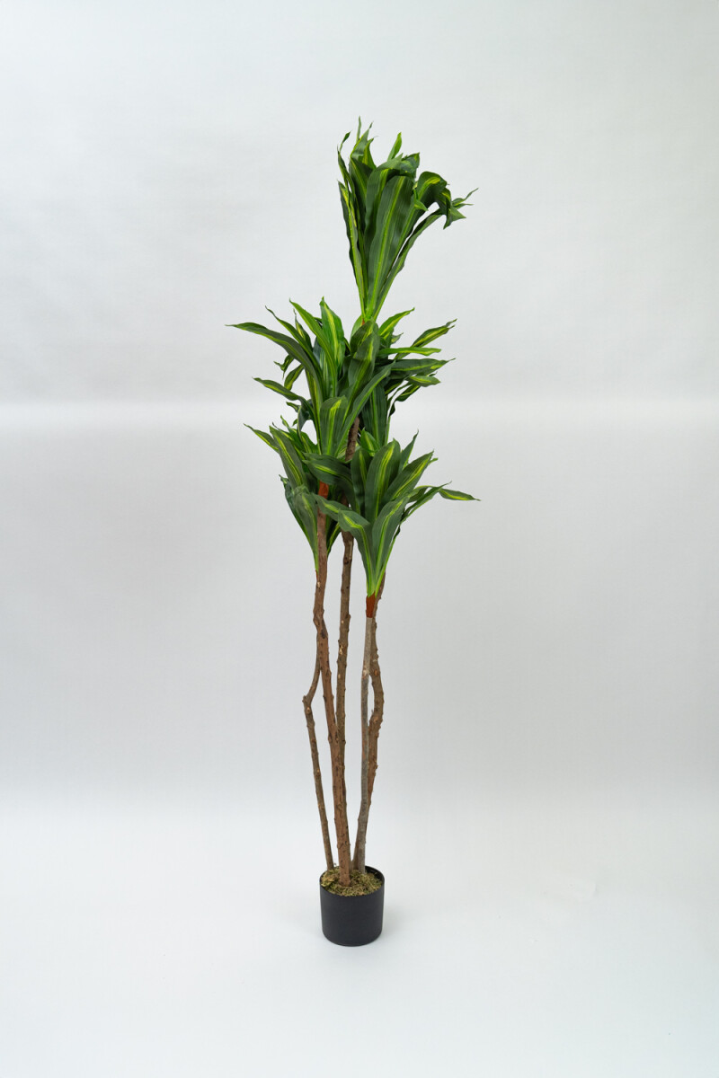 Planta Dracaena Fragrans - Color Unico 
