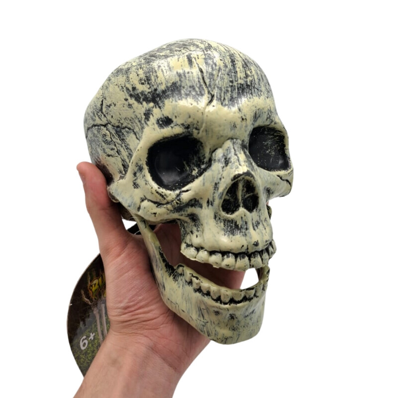 Cabeza de Esqueleto Cabeza de Esqueleto