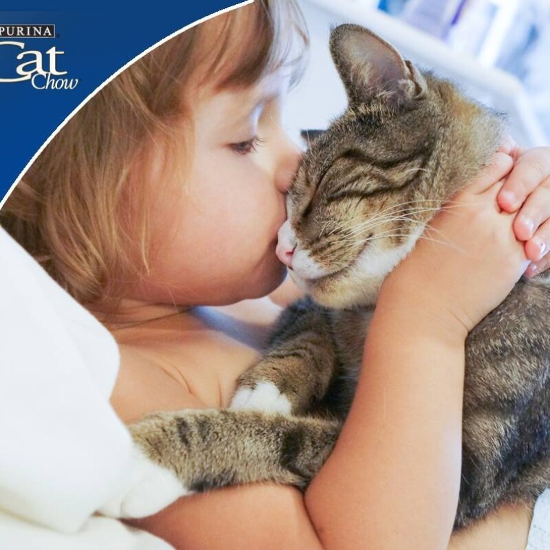 CAT CHOW GATOS ADULTOS POLLO Y PESCADO 15 KG