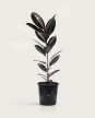 Ficus Elástica XL - Negro - H: 1m Ficus Elástica XL - Negro - H: 1m