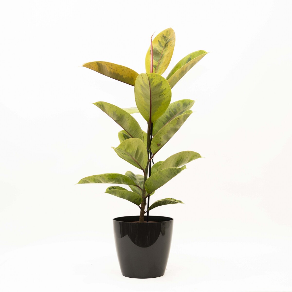 FICUS ELASTICA SHIVERIANA EN PORTAMACETA PLASTICO - GRAFITO BRILLO 