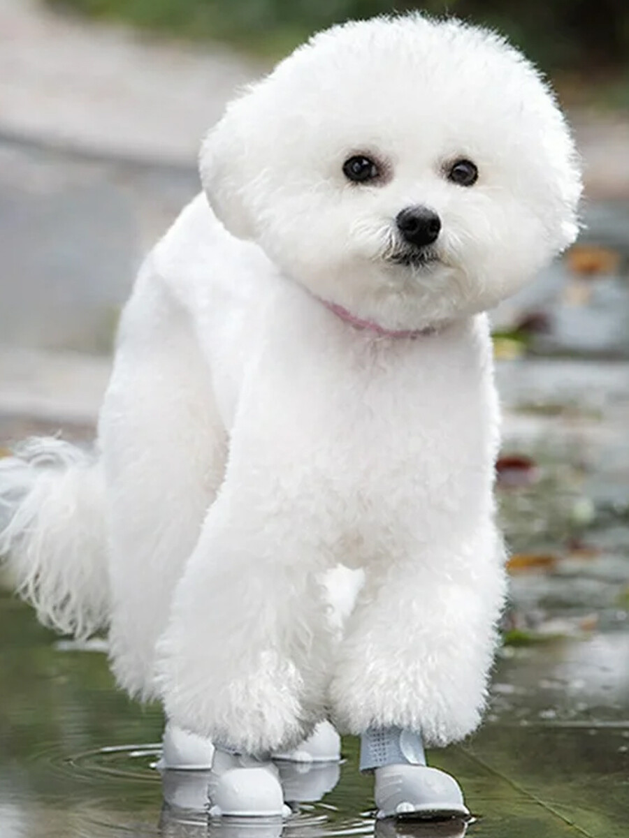 BOTITAS PARA MASCOTAS - GRIS CLARO 