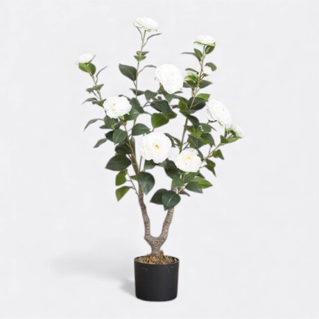 Árbol Camelia Blanco Árbol Camelia Blanco