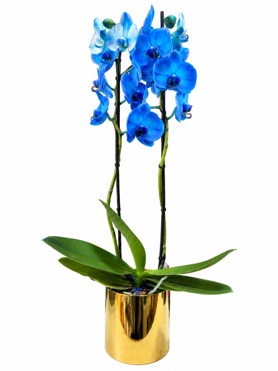 ORQUIDEA AZUL CON MACETA DORADA