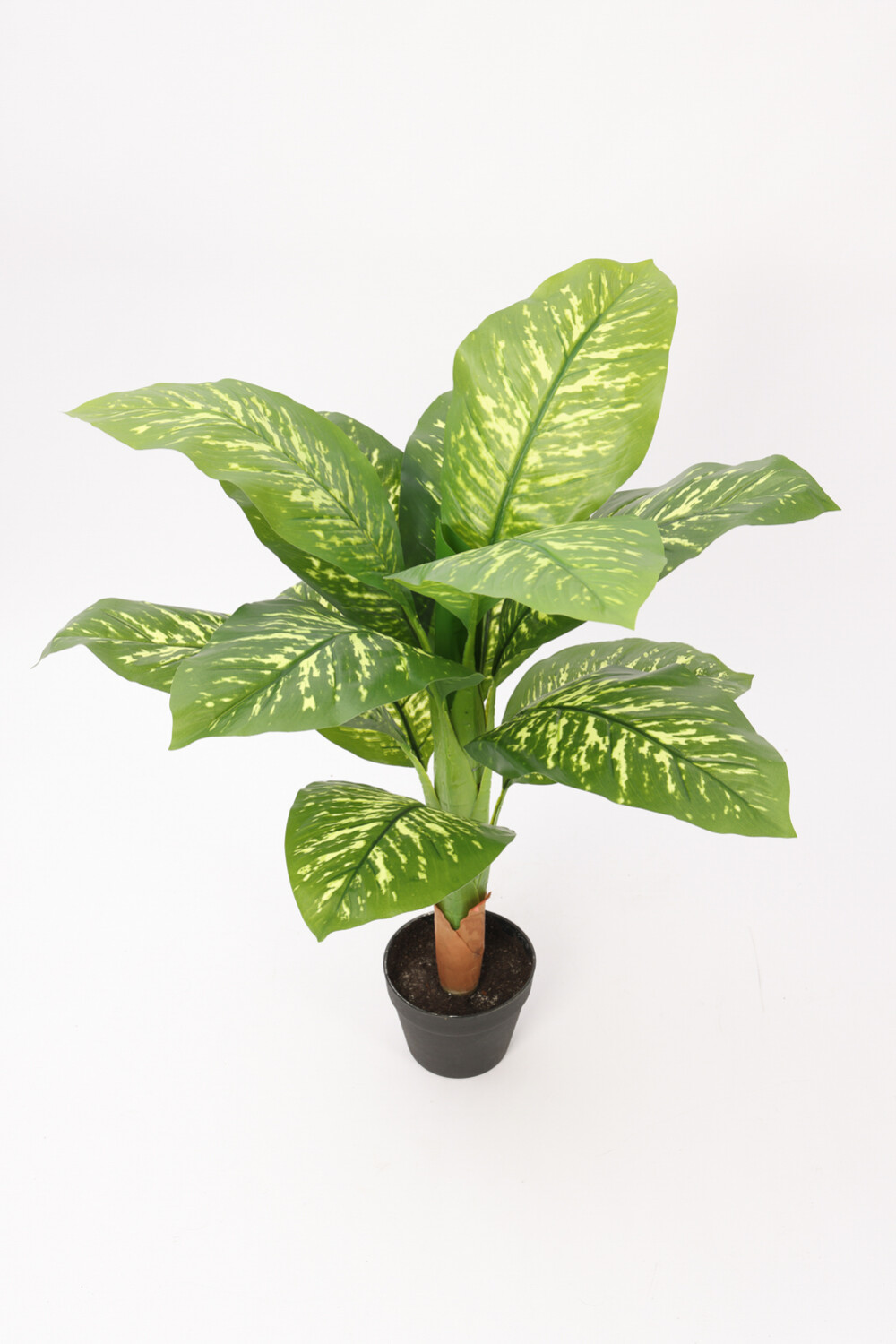 Planta Galatea 100cm Color Unico