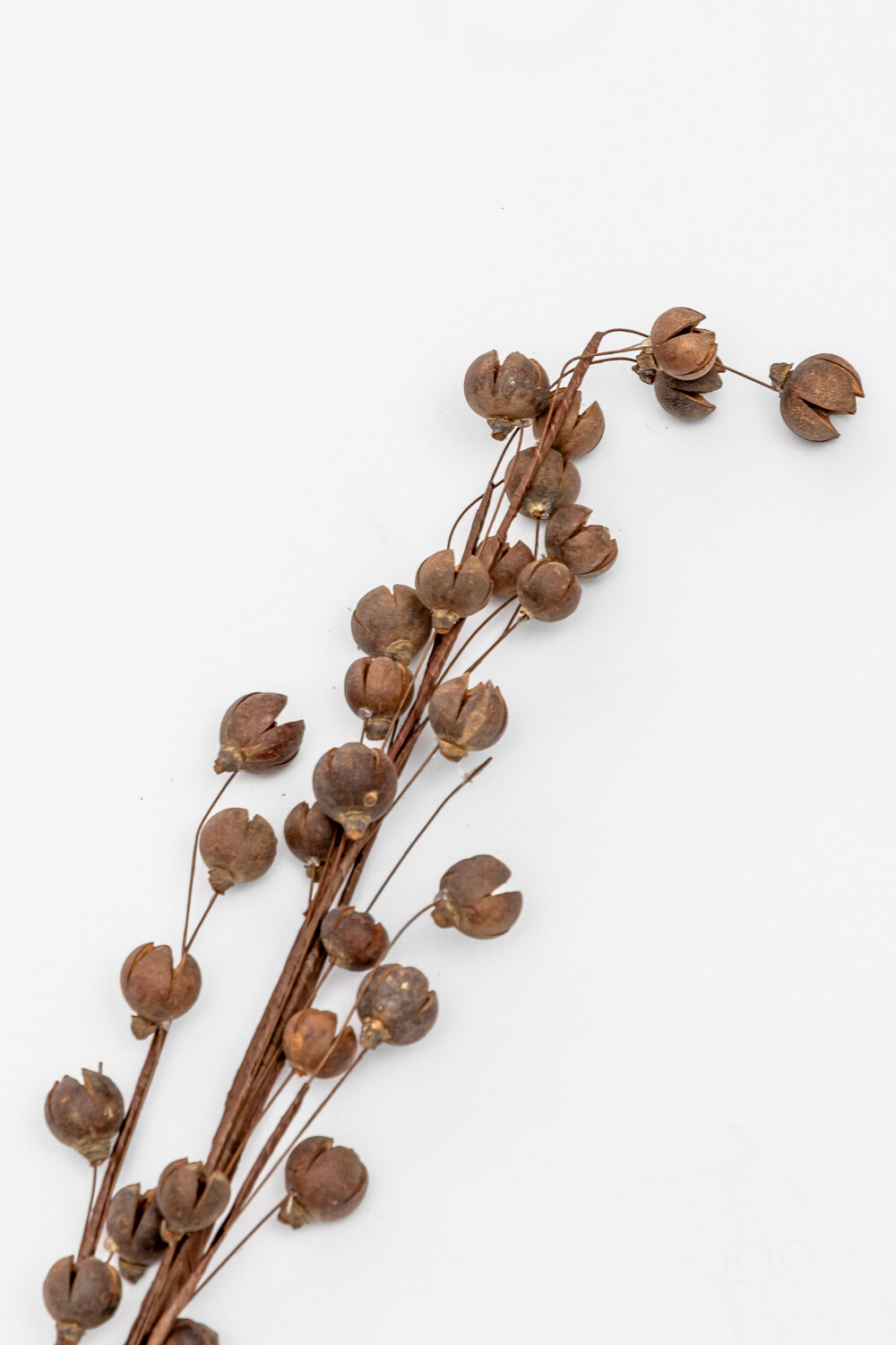 Deco Floral Flores Secas Color Unico