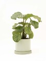 CALATHEA CON MACETA CERAMICA CON PLATO VERDE AGUA