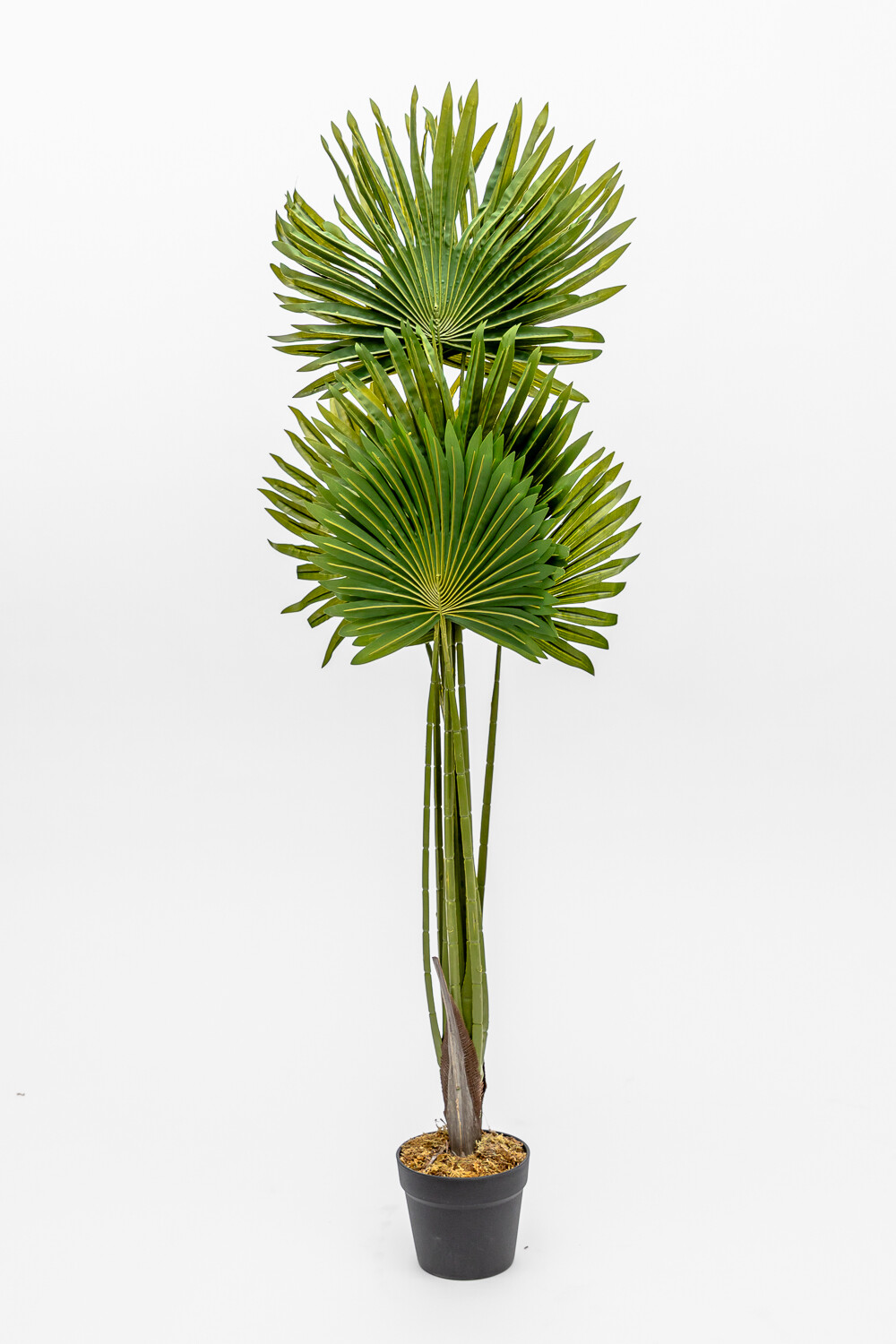 Planta Palmera China Color Unico