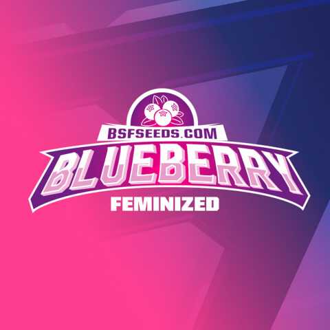 FEM - BLUEBERRY X2 UNIDADES