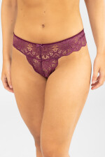 Colaless aster Bordeaux