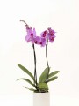 ORQUIDEA CON MACETA MINIMALISTA BLANCA