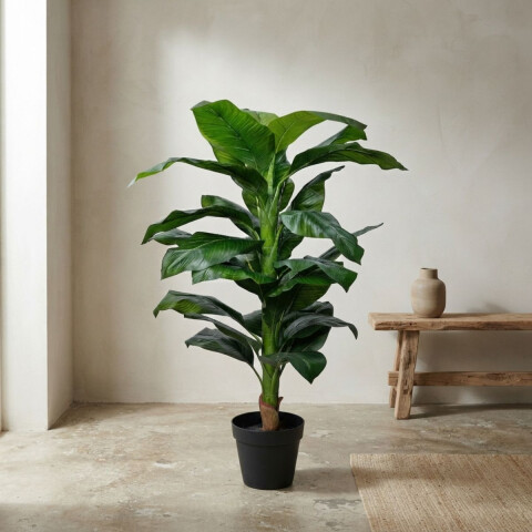 Planta Lirio de la Paz Planta Lirio de la Paz