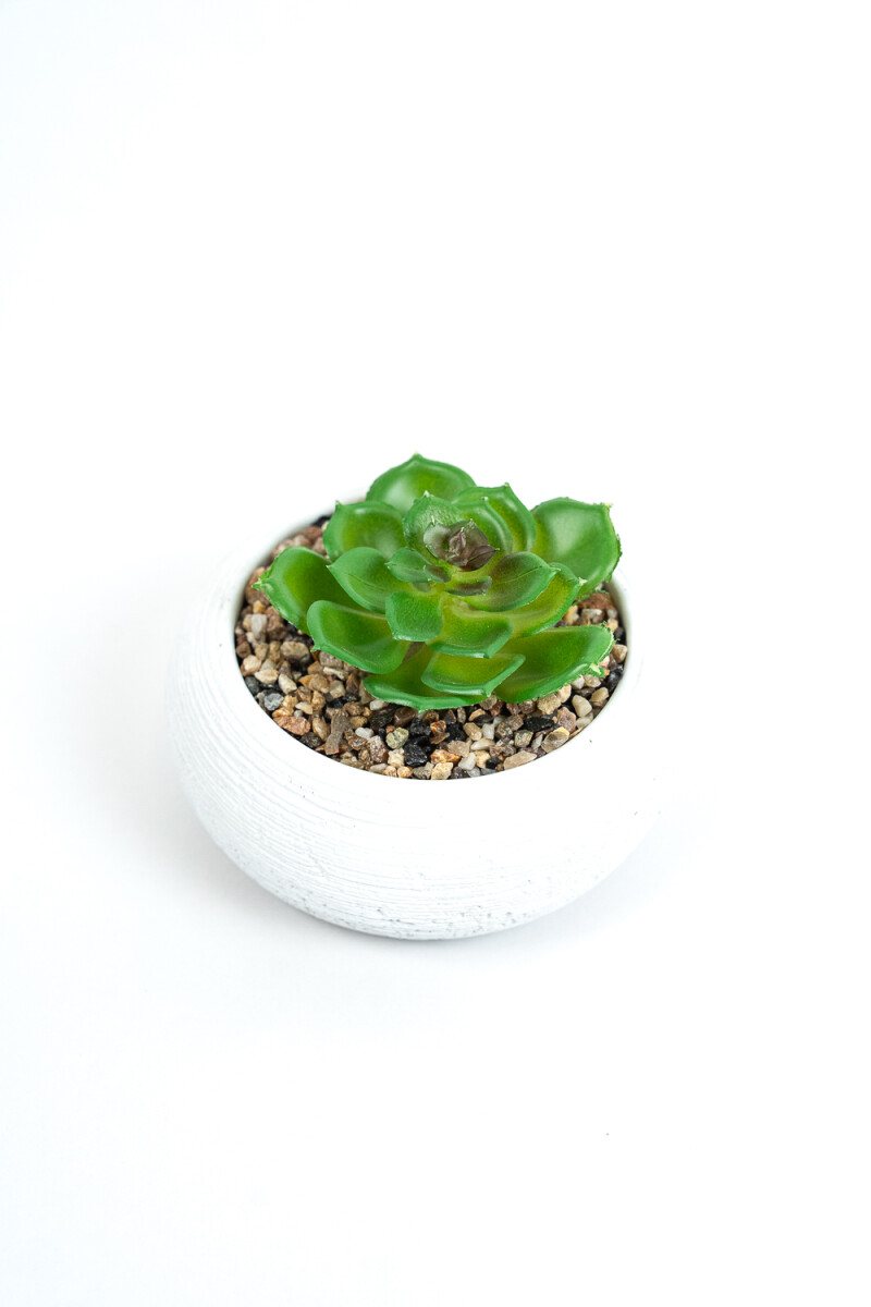 Planta Quovi - Estampado 1 