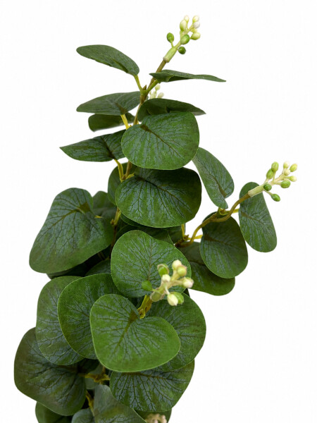 PLANTA VERDE