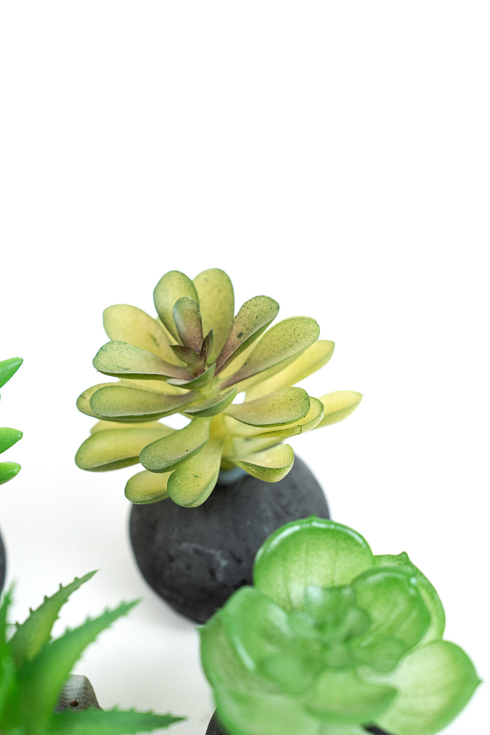 Planta Moa Mini, Mix Color Unico